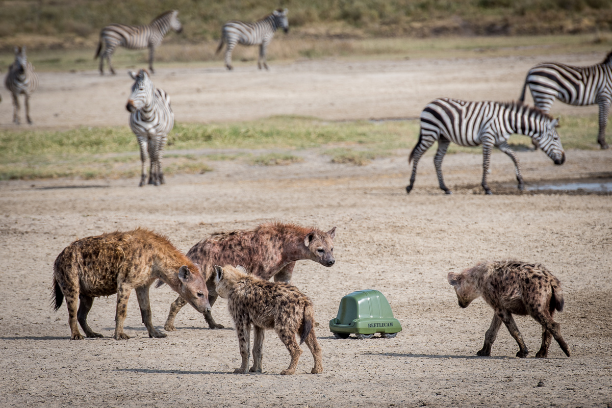 Always social and curious, this group of hyenas decides to check out the strange contraption.